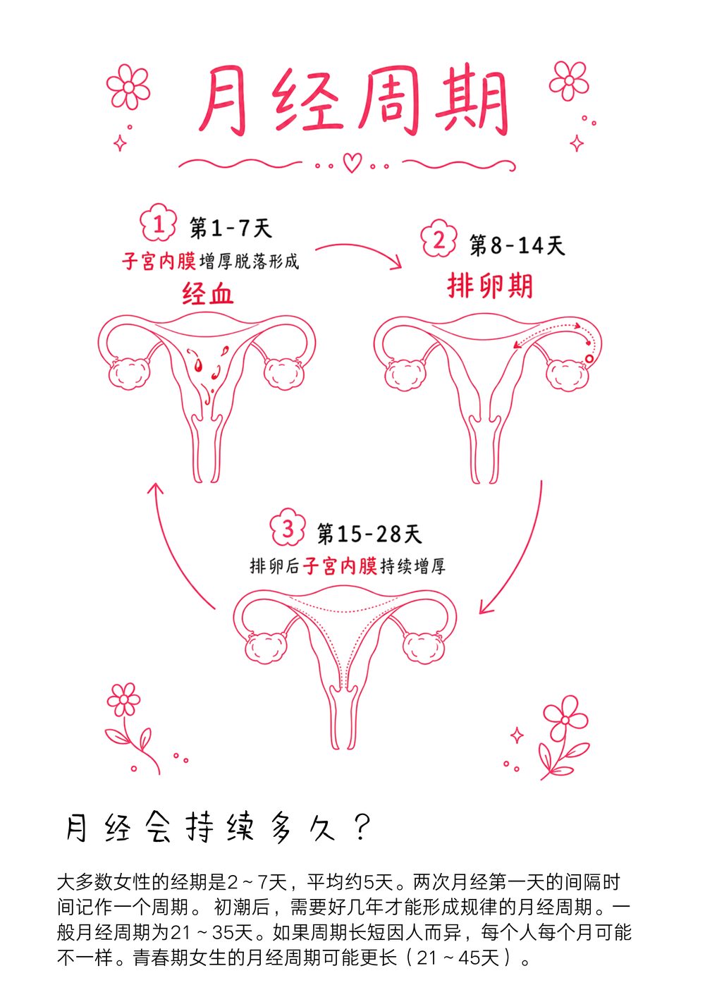 Zine page: the menstrual cycle, hand-drawn